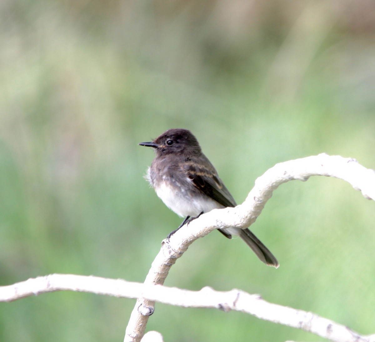 Black Phoebe - ML66339941