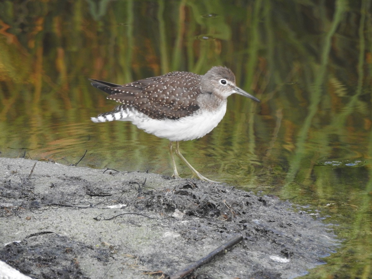 Solitary Sandpiper - Diane LeBlanc