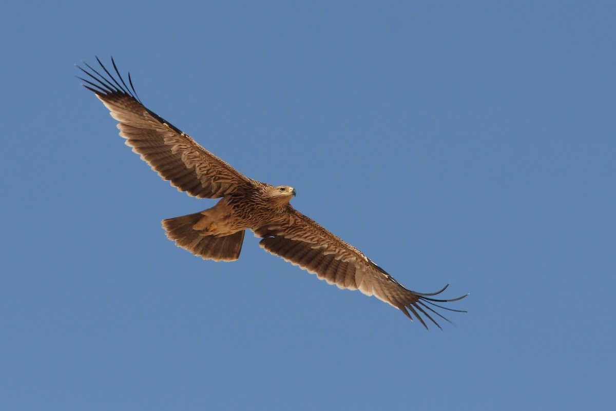 Imperial Eagle - Christoph Moning