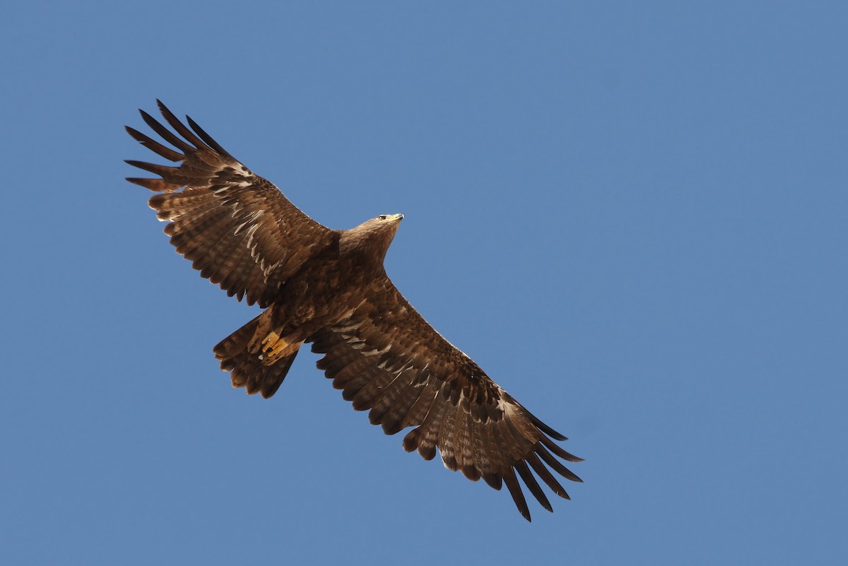 Steppe Eagle - Christoph Moning