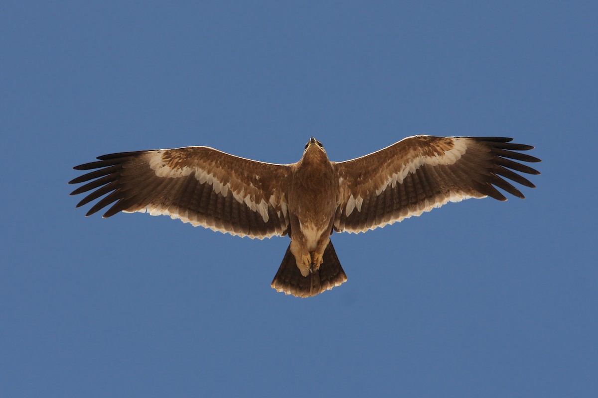 Águila Esteparia - ML66340441