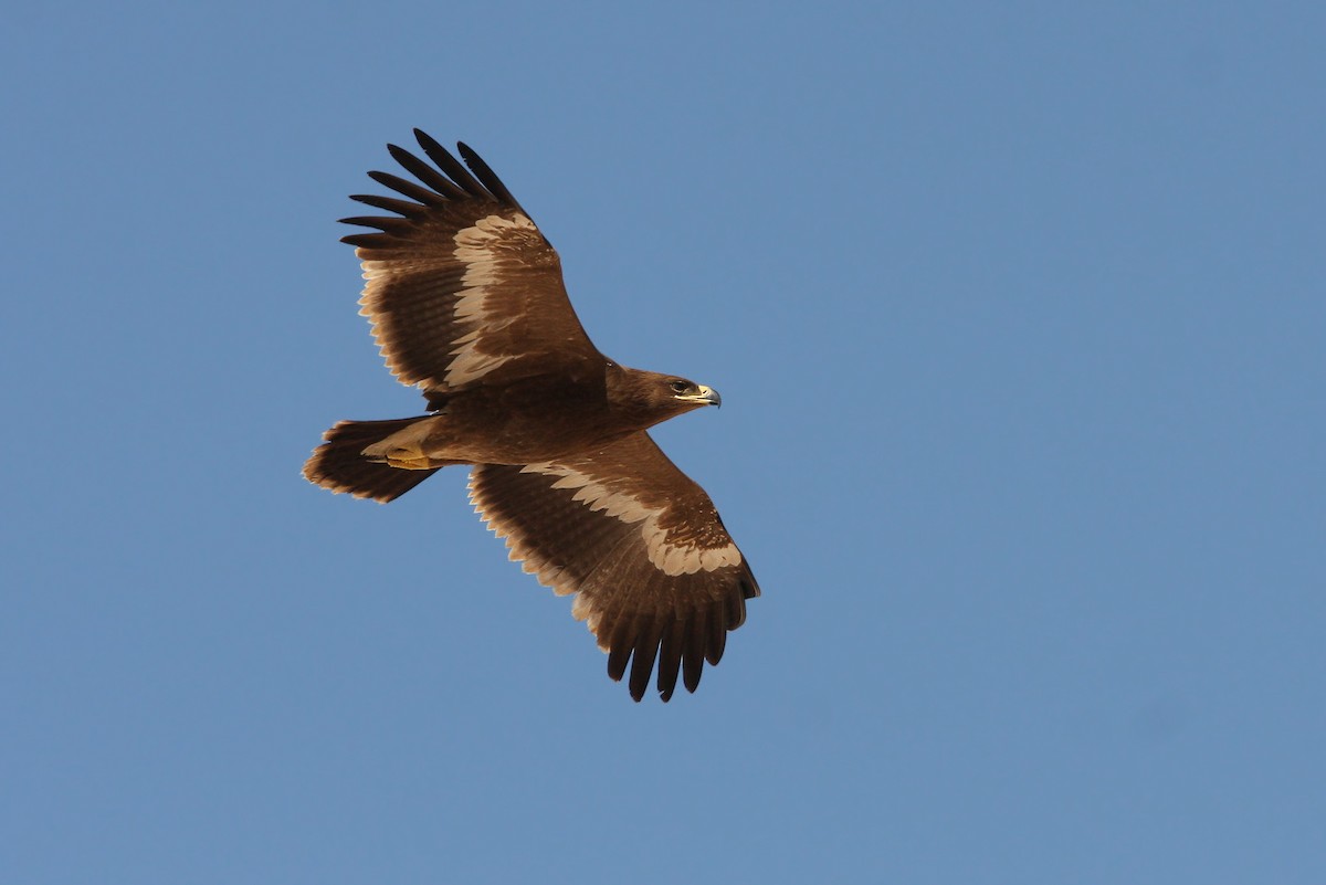 Steppe Eagle - Christoph Moning