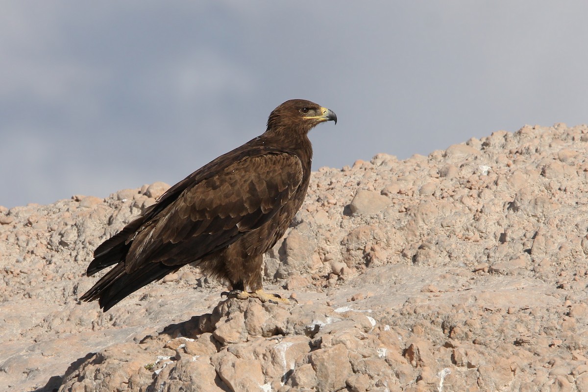 Steppe Eagle - ML66340631