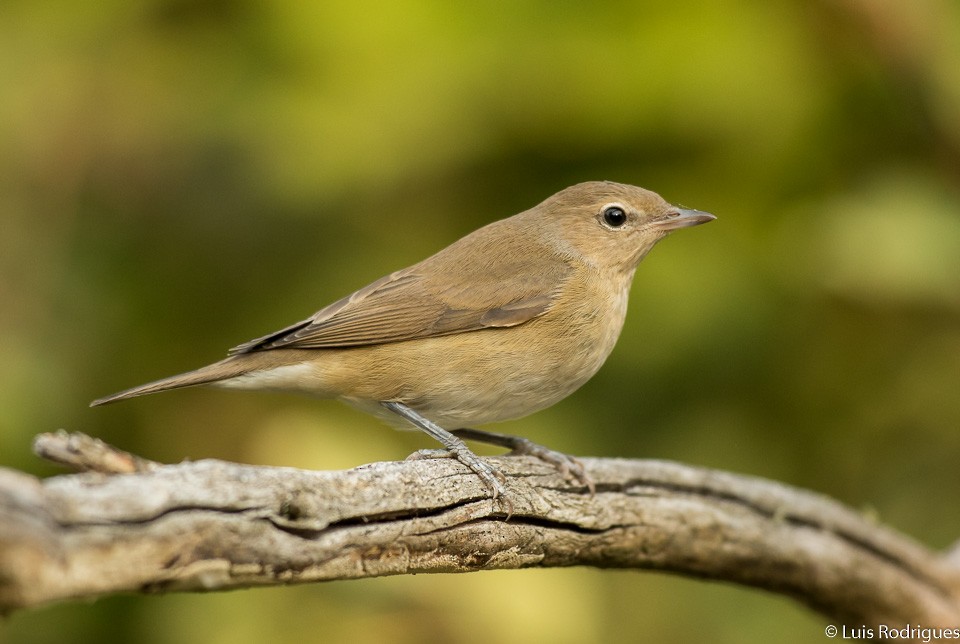 Garden Warbler - Luis Rodrigues