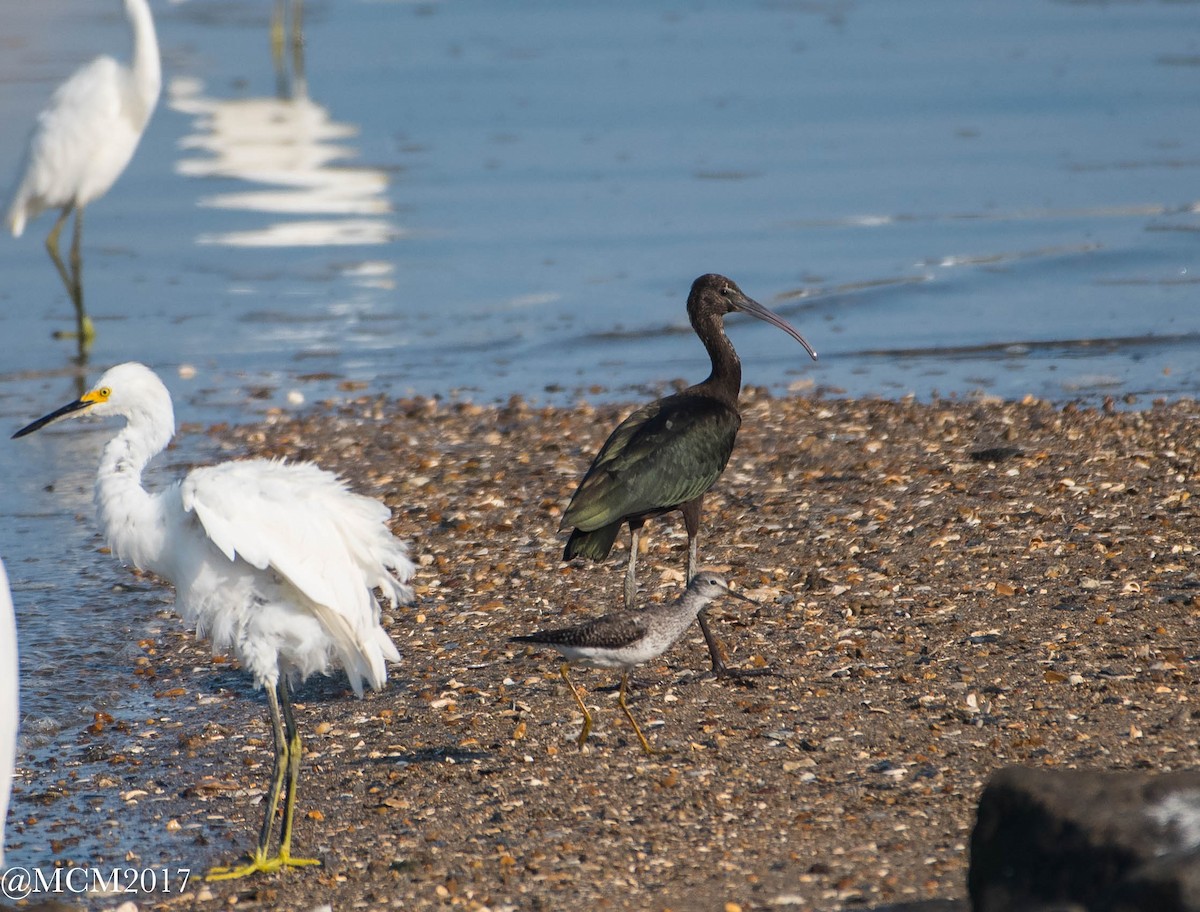 Glossy Ibis - ML66341761