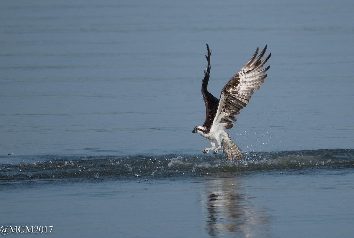 Osprey - Mary Catherine Miguez