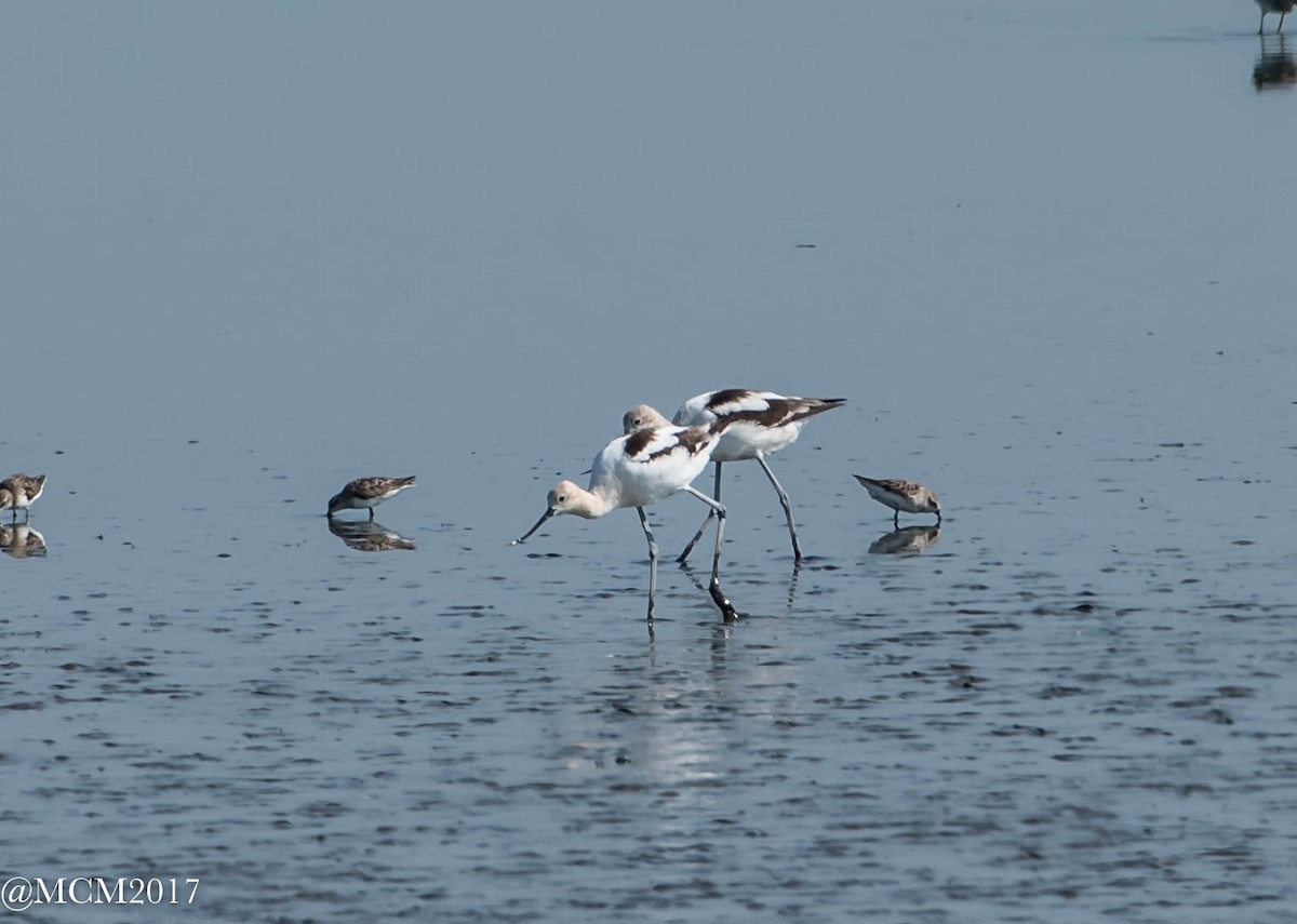 American Avocet - ML66341831