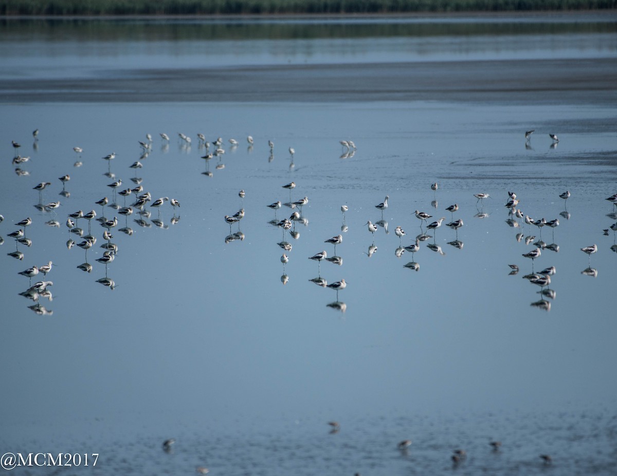 American Avocet - Mary Catherine Miguez