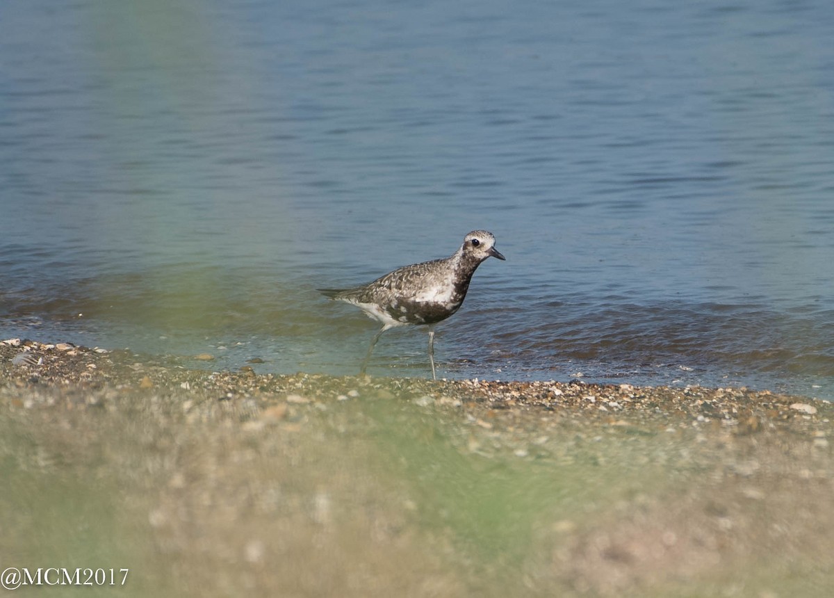 Black-bellied Plover - Mary Catherine Miguez