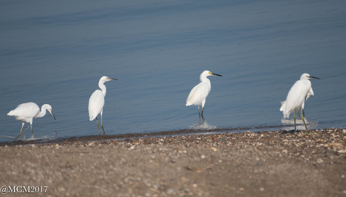 Snowy Egret - Mary Catherine Miguez