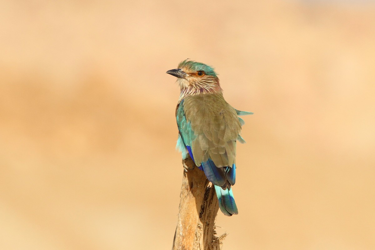 Indian Roller - ML66341931