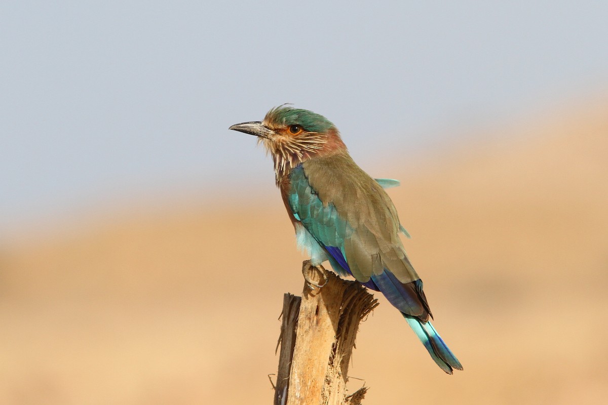 Indian Roller - Christoph Moning