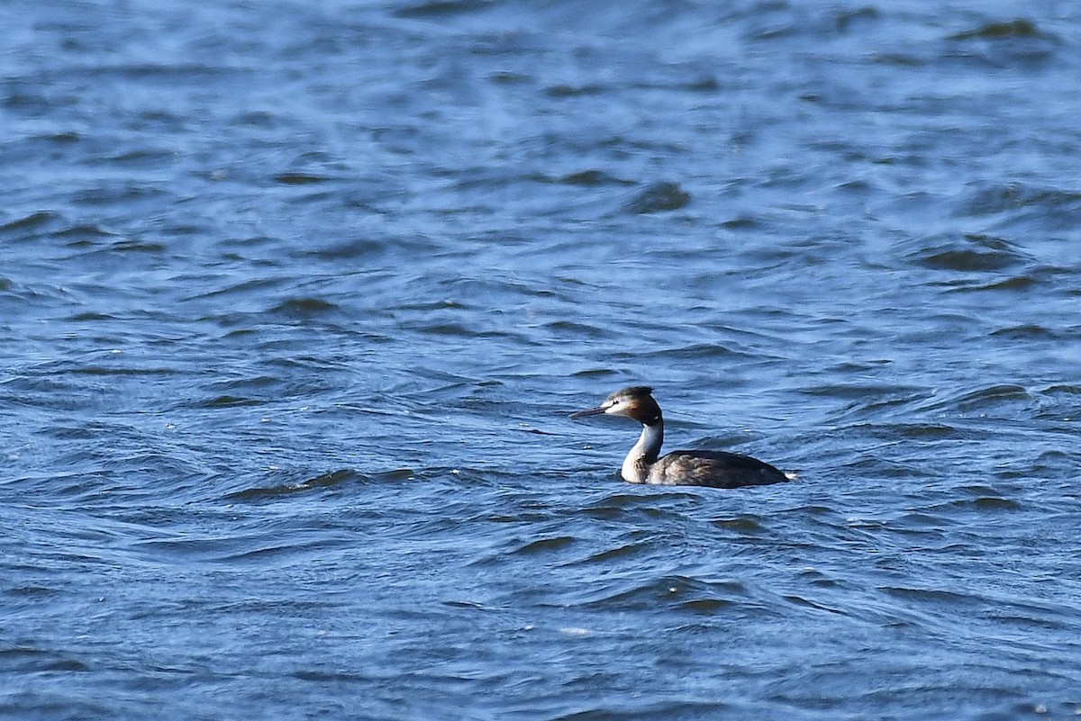 Great Crested Grebe - Terence Alexander