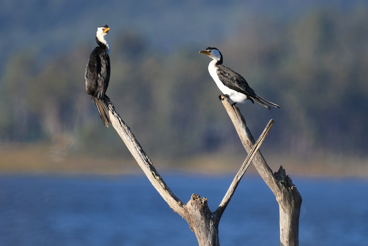 Cormorán Piquicorto - ML66342381