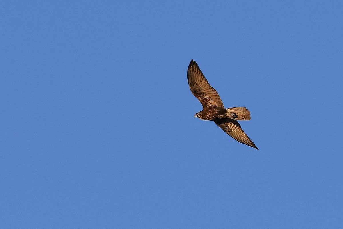 Brown Falcon - ML66342541