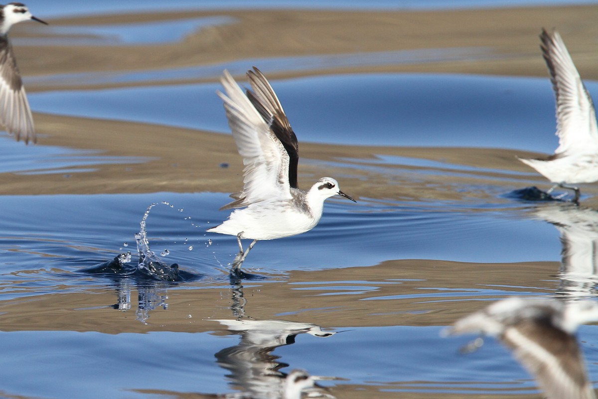 Red-necked Phalarope - Christoph Moning