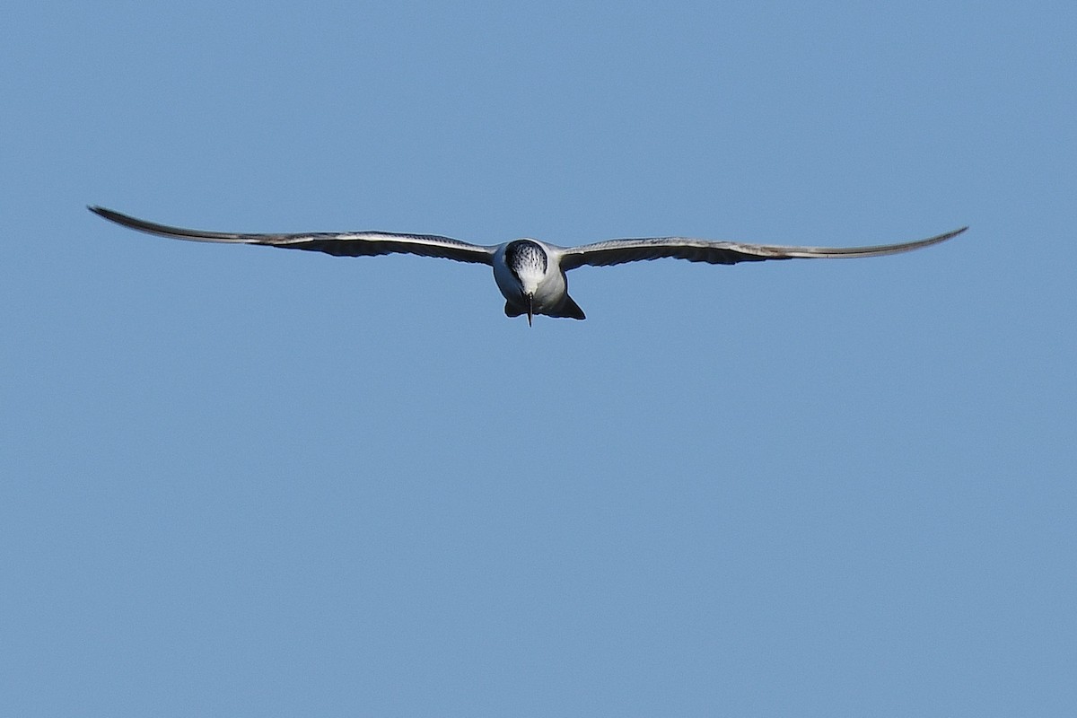 Whiskered Tern - Terence Alexander