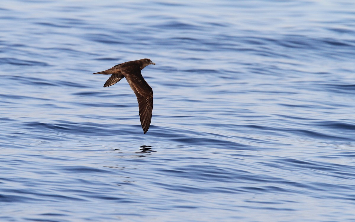 Jouanin's Petrel - ML66342821