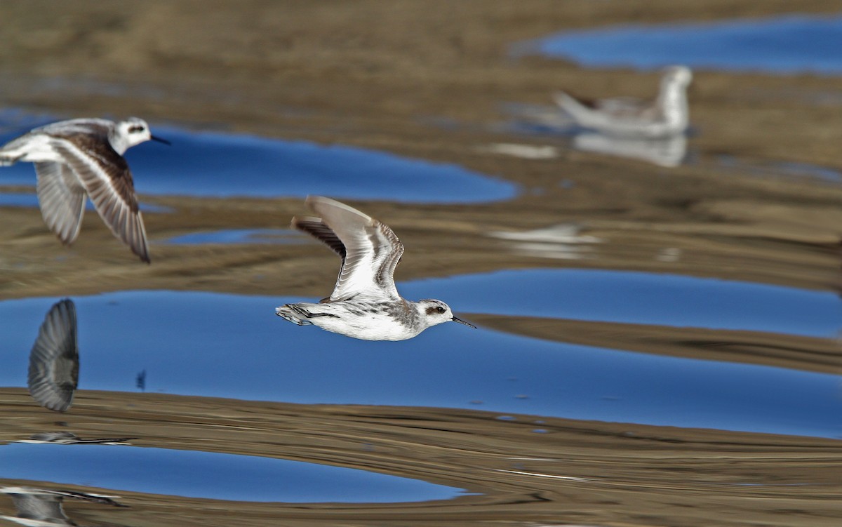 Phalarope à bec étroit - ML66342861