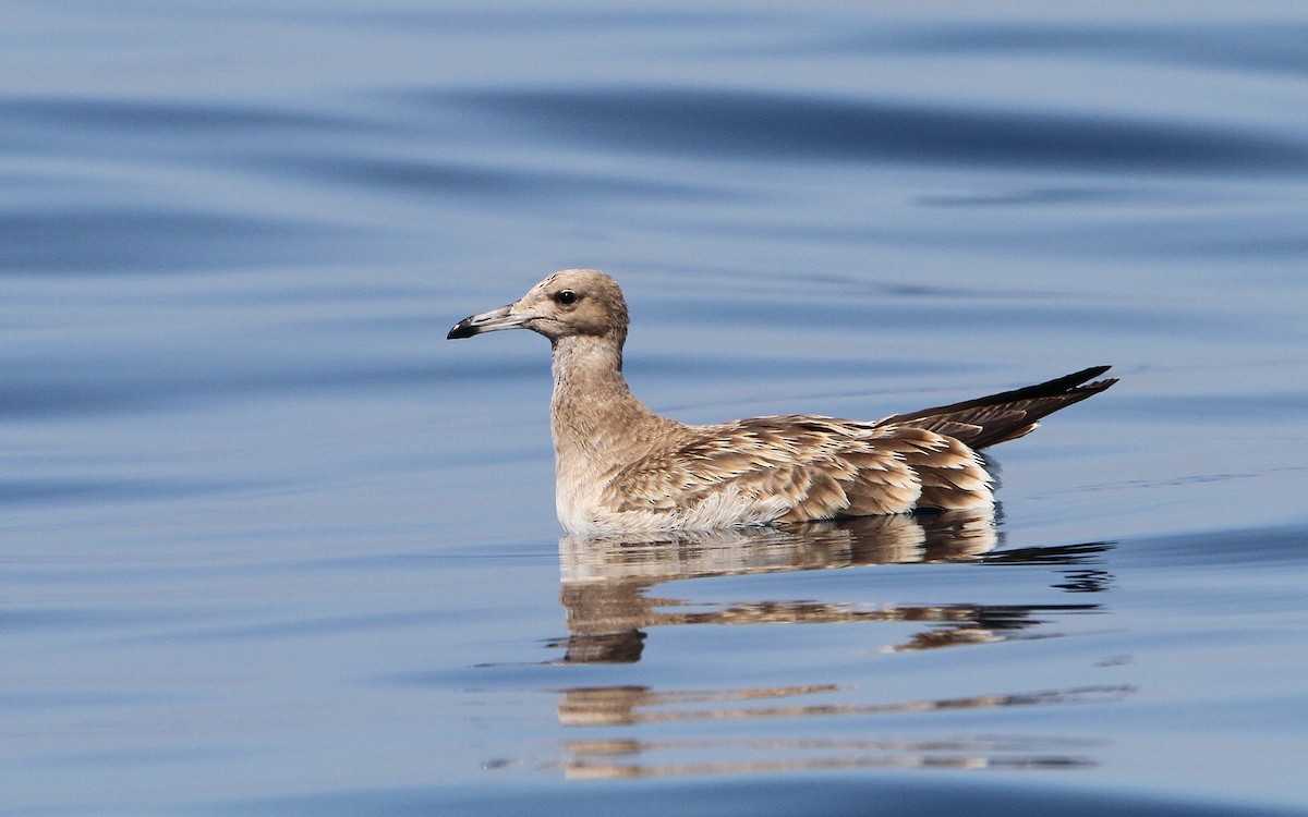 Sooty Gull - Christoph Moning