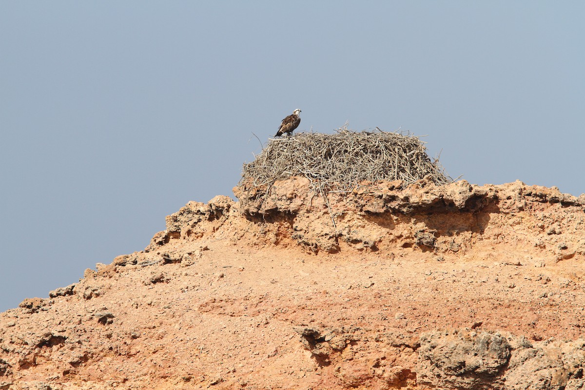 Balbuzard pêcheur (haliaetus) - ML66343081