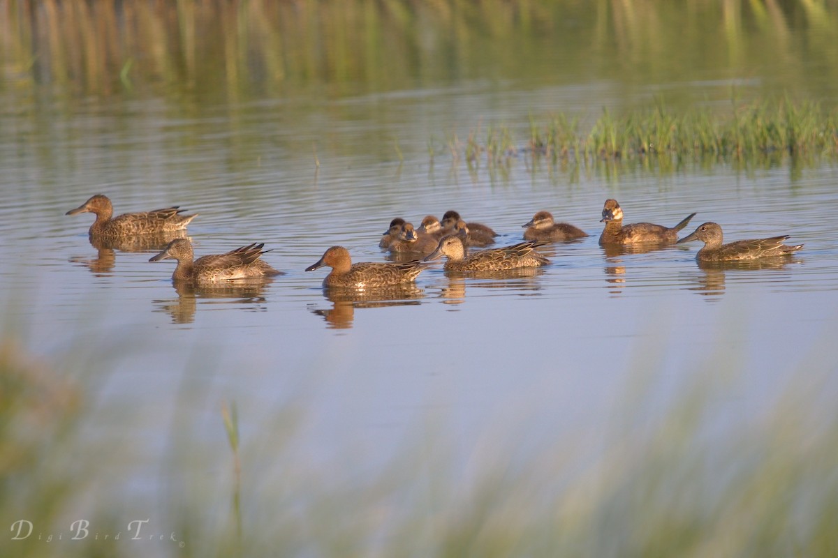 Cinnamon Teal - ML66343341