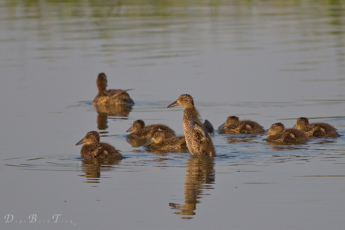 Northern Shoveler - ML66343351