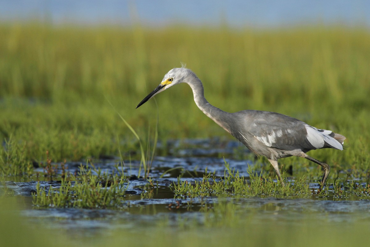 Tricolored Heron x Snowy Egret (hybrid) - Evan Lipton
