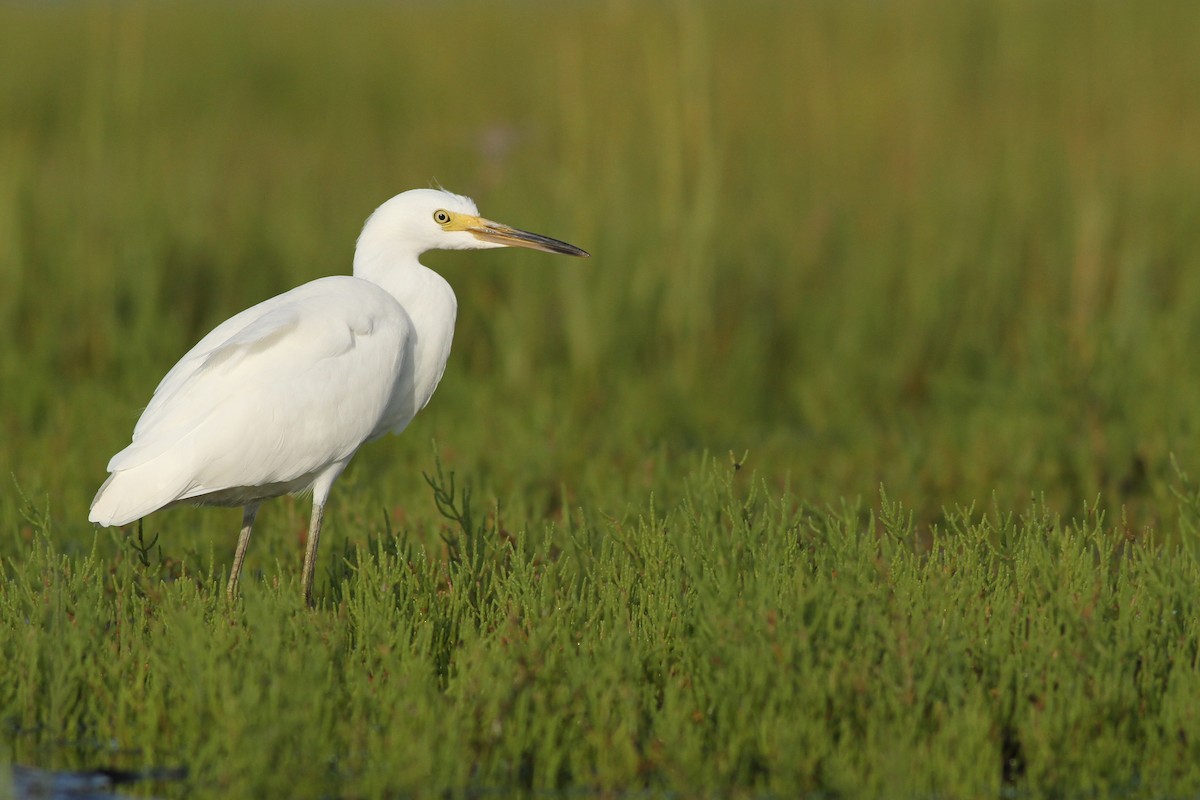 Snowy Egret - ML66343741