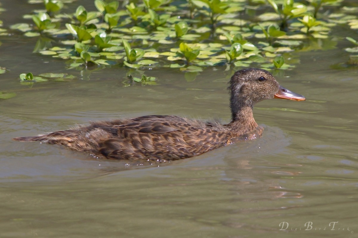 Canard colvert - ML66343771