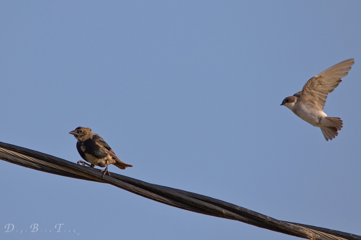 Brown-headed Cowbird - ML66343871