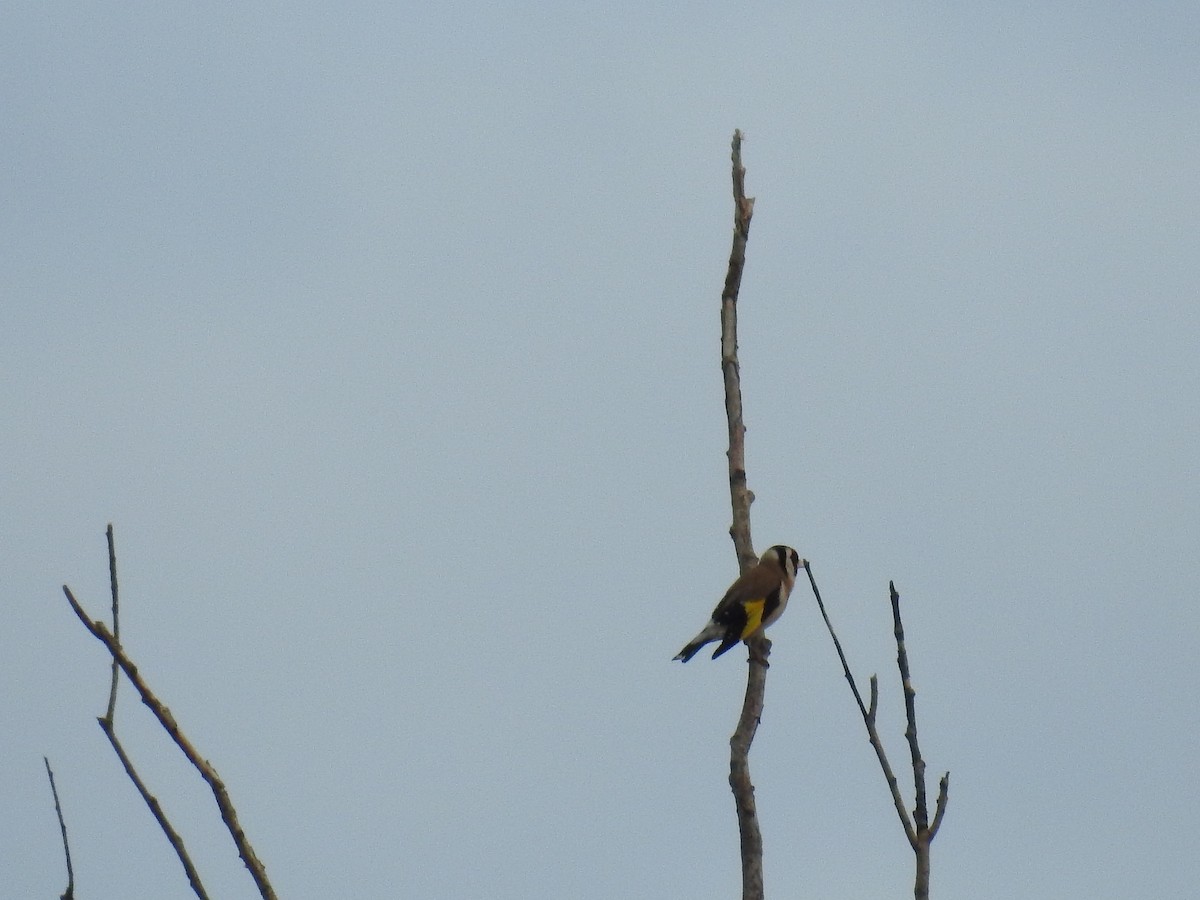 European Goldfinch - ML66344321