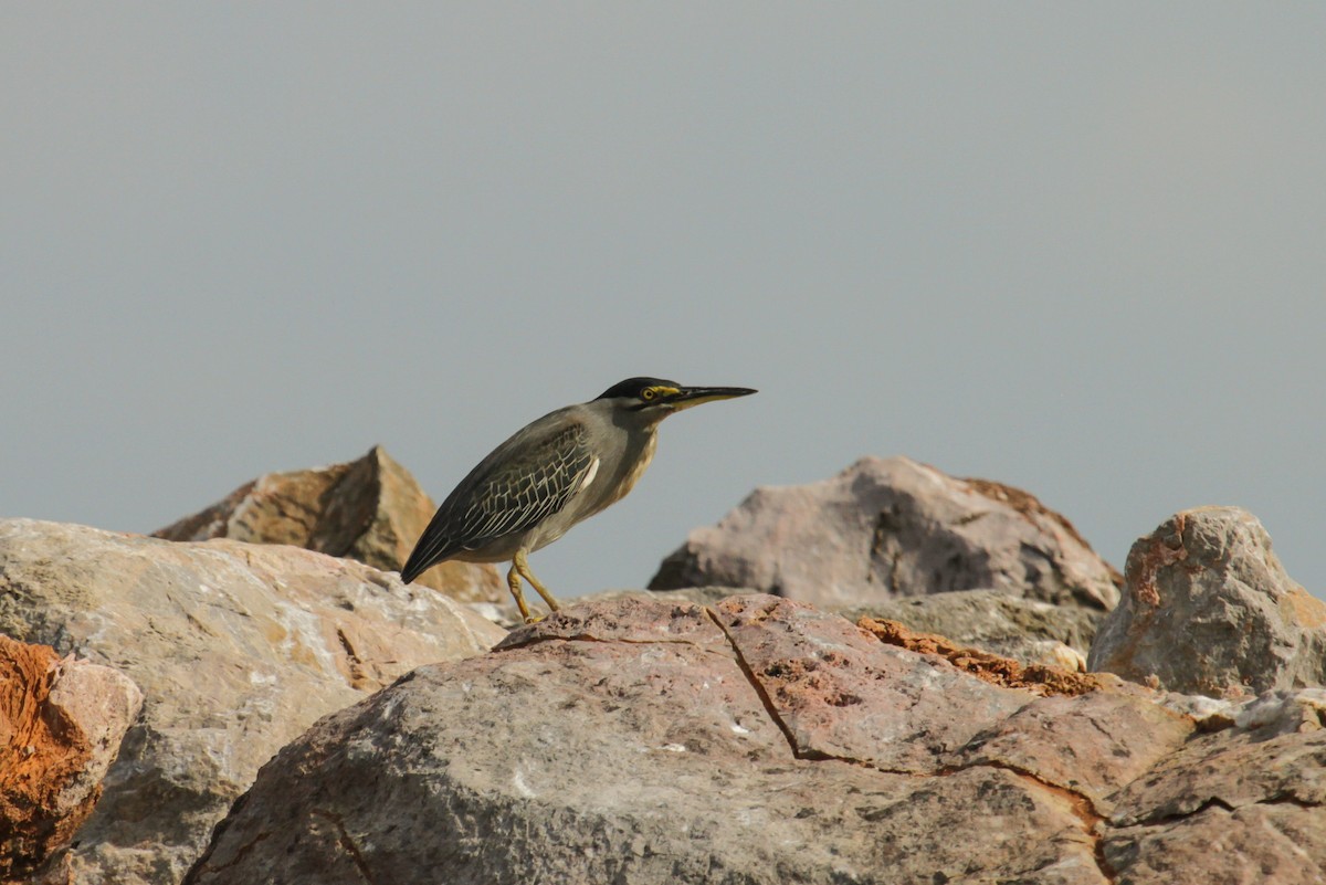 Striated Heron (Old World) - Tommy Pedersen