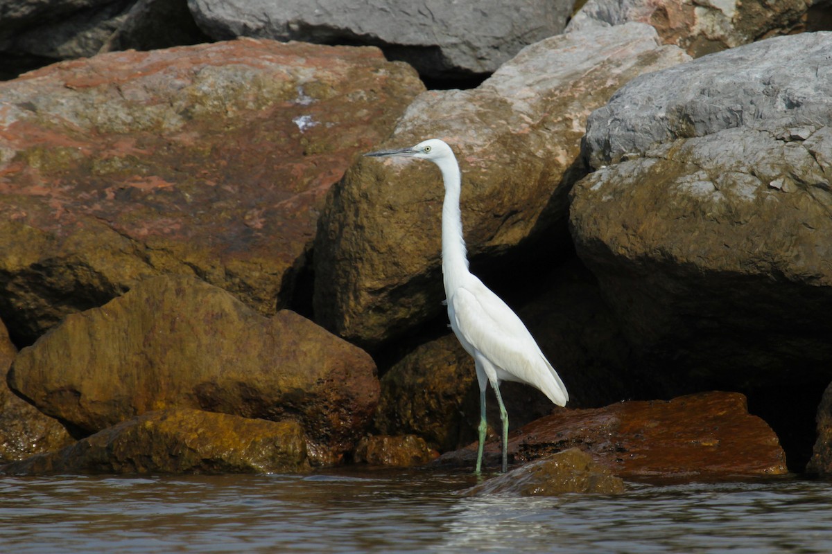 Little Egret - Tommy Pedersen