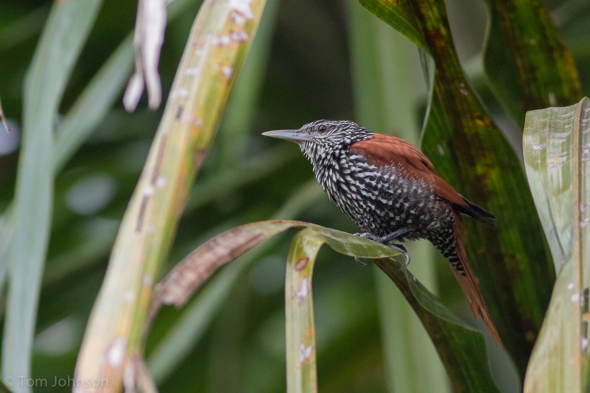 Point-tailed Palmcreeper - Tom Johnson