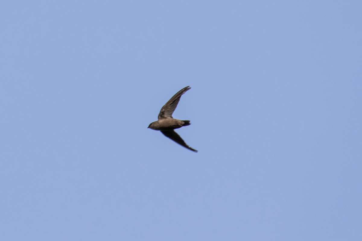 Chimney Swift - ML66345891