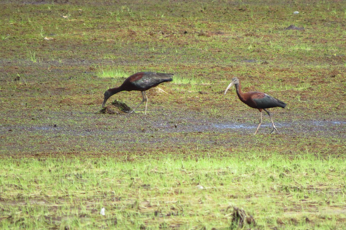 ibis hnědý - ML66346521