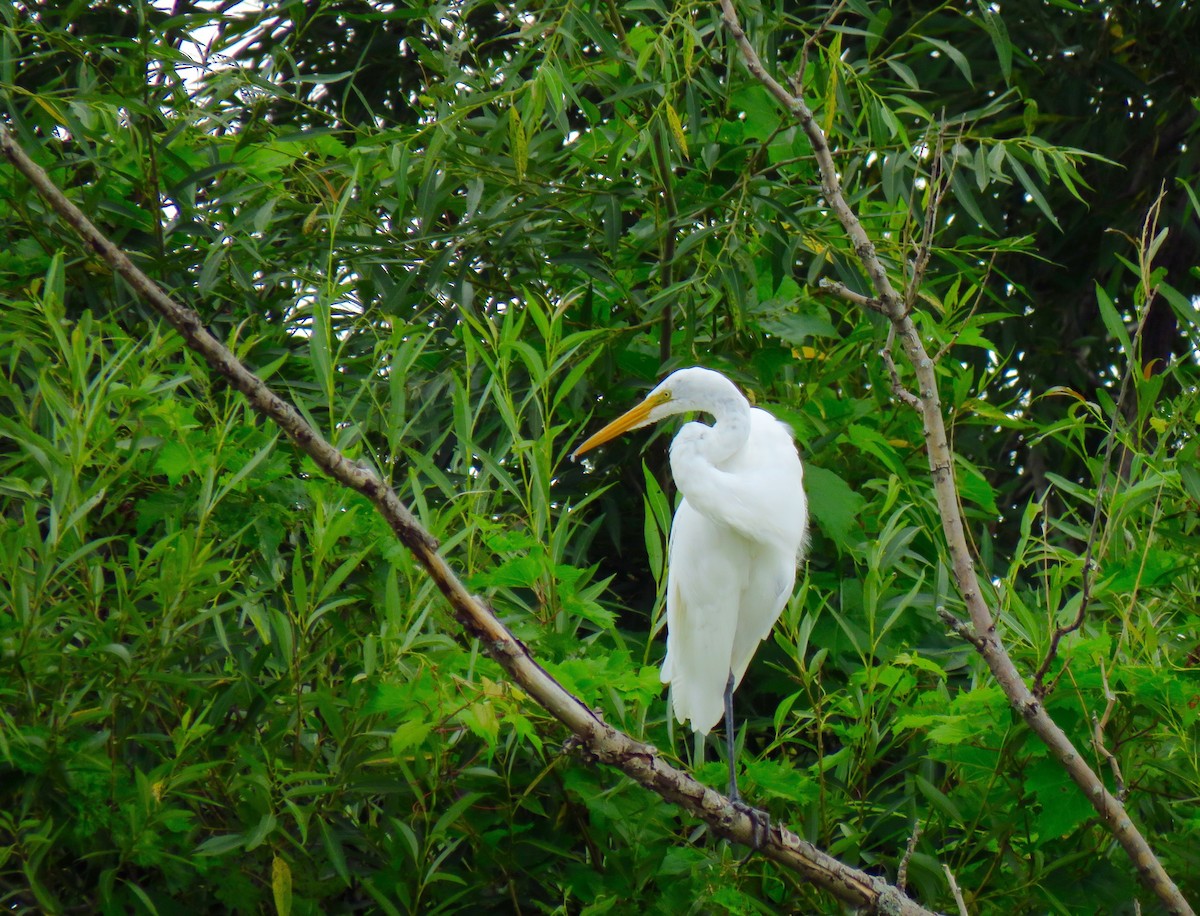 Great Egret - ML66346551