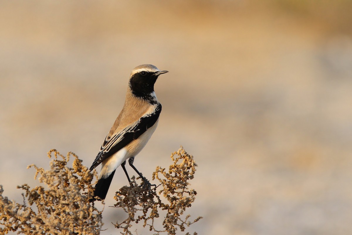 Desert Wheatear - ML66346881