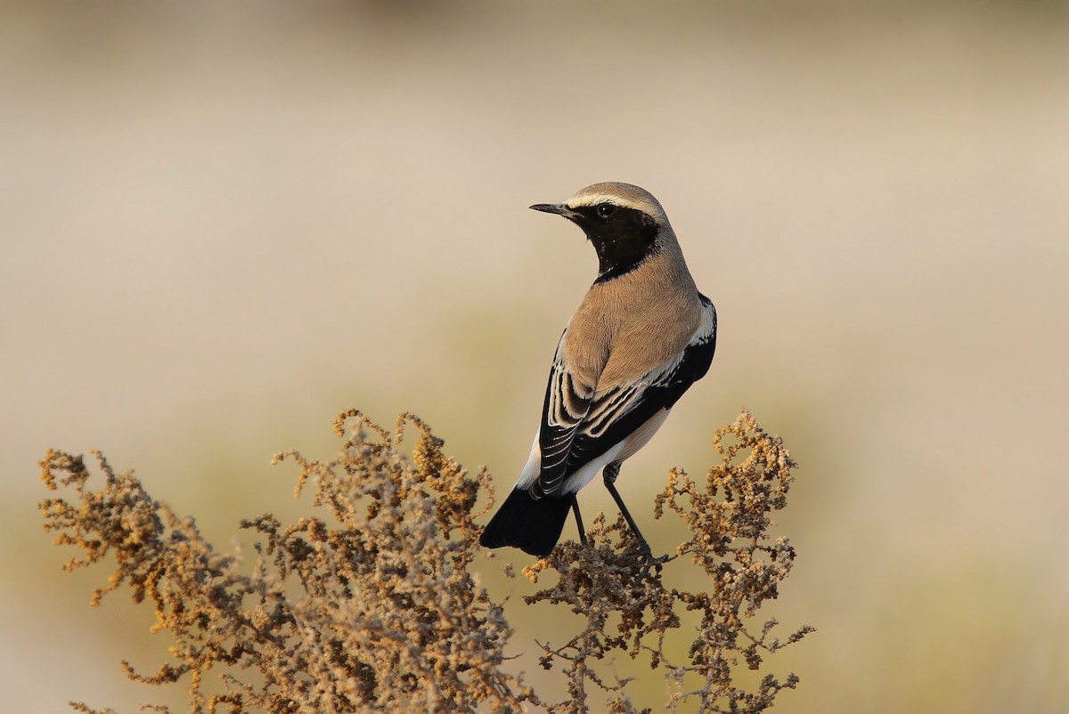 Desert Wheatear - ML66346951