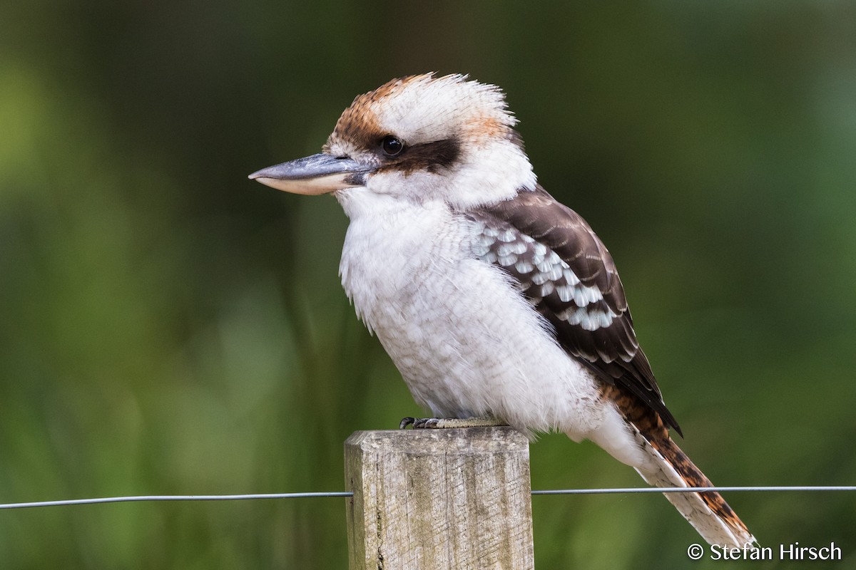 Laughing Kookaburra - Stefan Hirsch