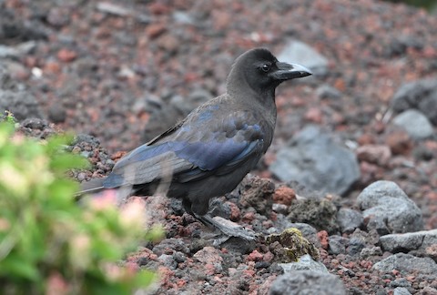 鳴沢村--富士山--スバルライン五合目 (Narusawa--Mount Fuji--Subaru