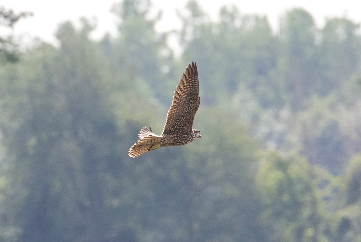 Peregrine Falcon - James Sawusch