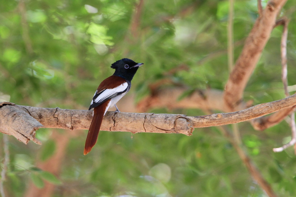 African Paradise-Flycatcher - Christoph Moning