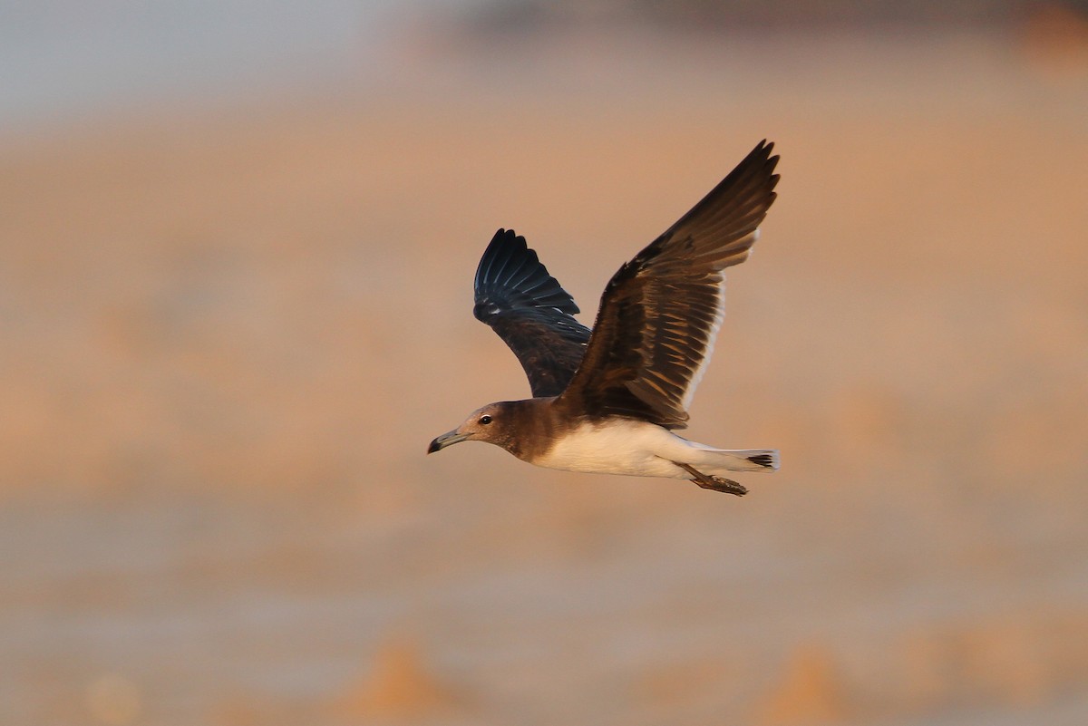 Gaviota Cejiblanca - ML66351521