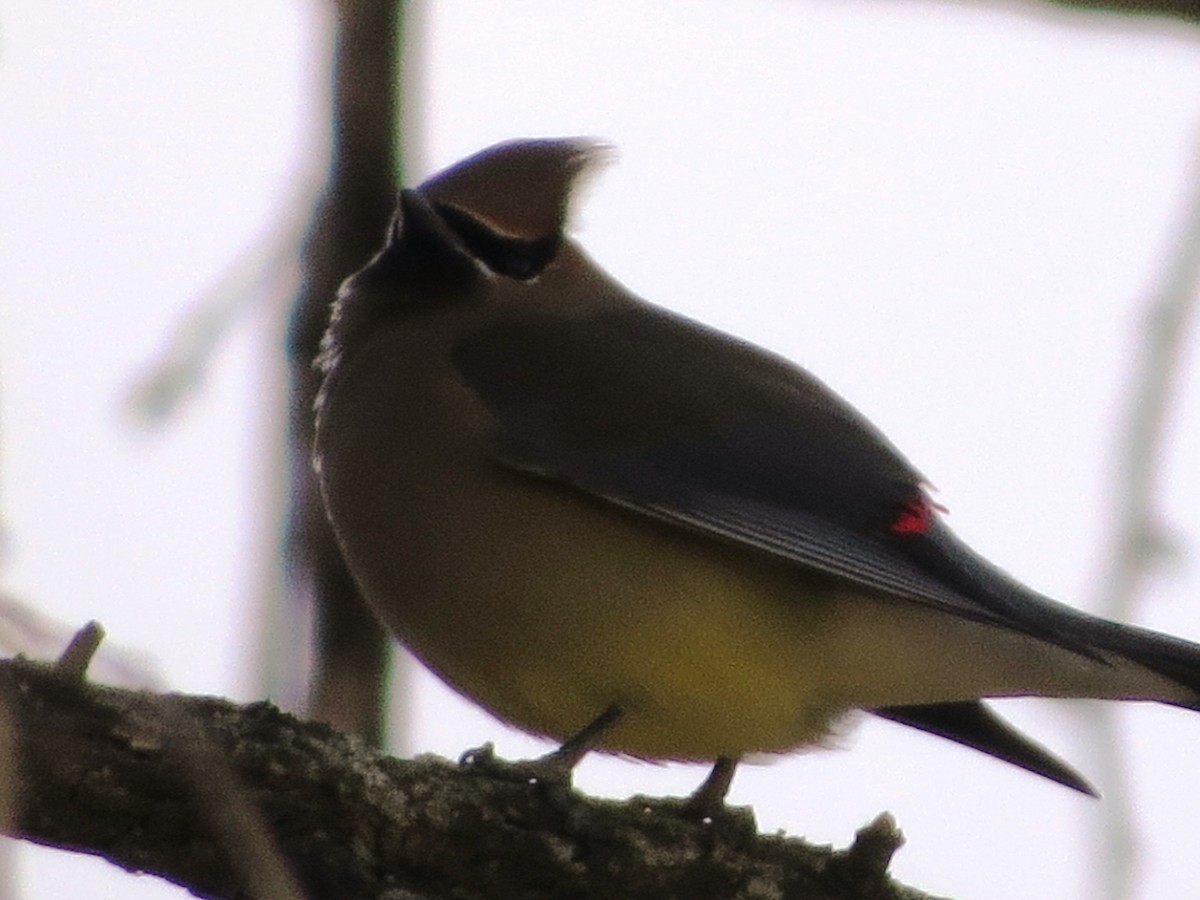 Cedar Waxwing - ML66351591