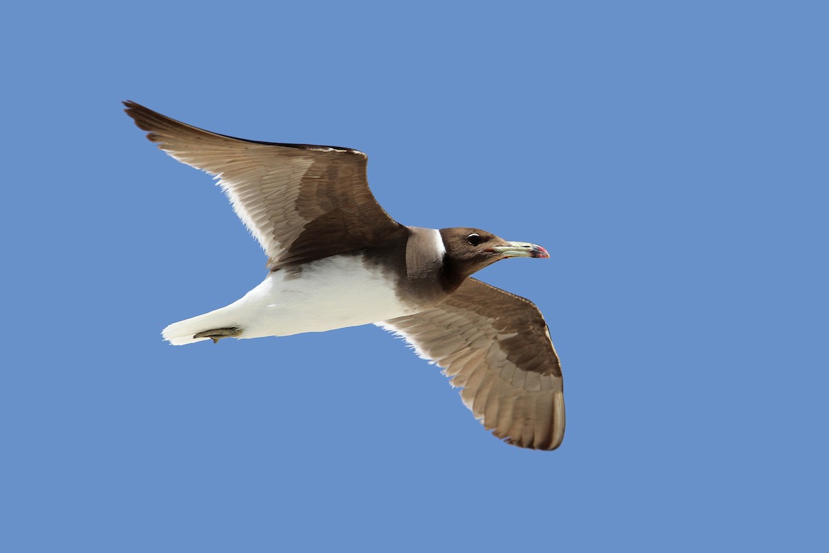 Sooty Gull - Christoph Moning