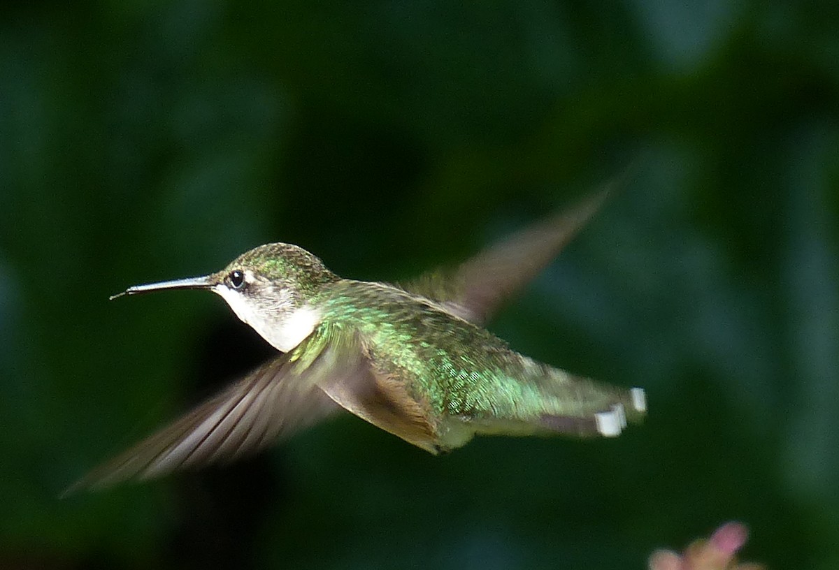Ruby-throated Hummingbird - ML66354121