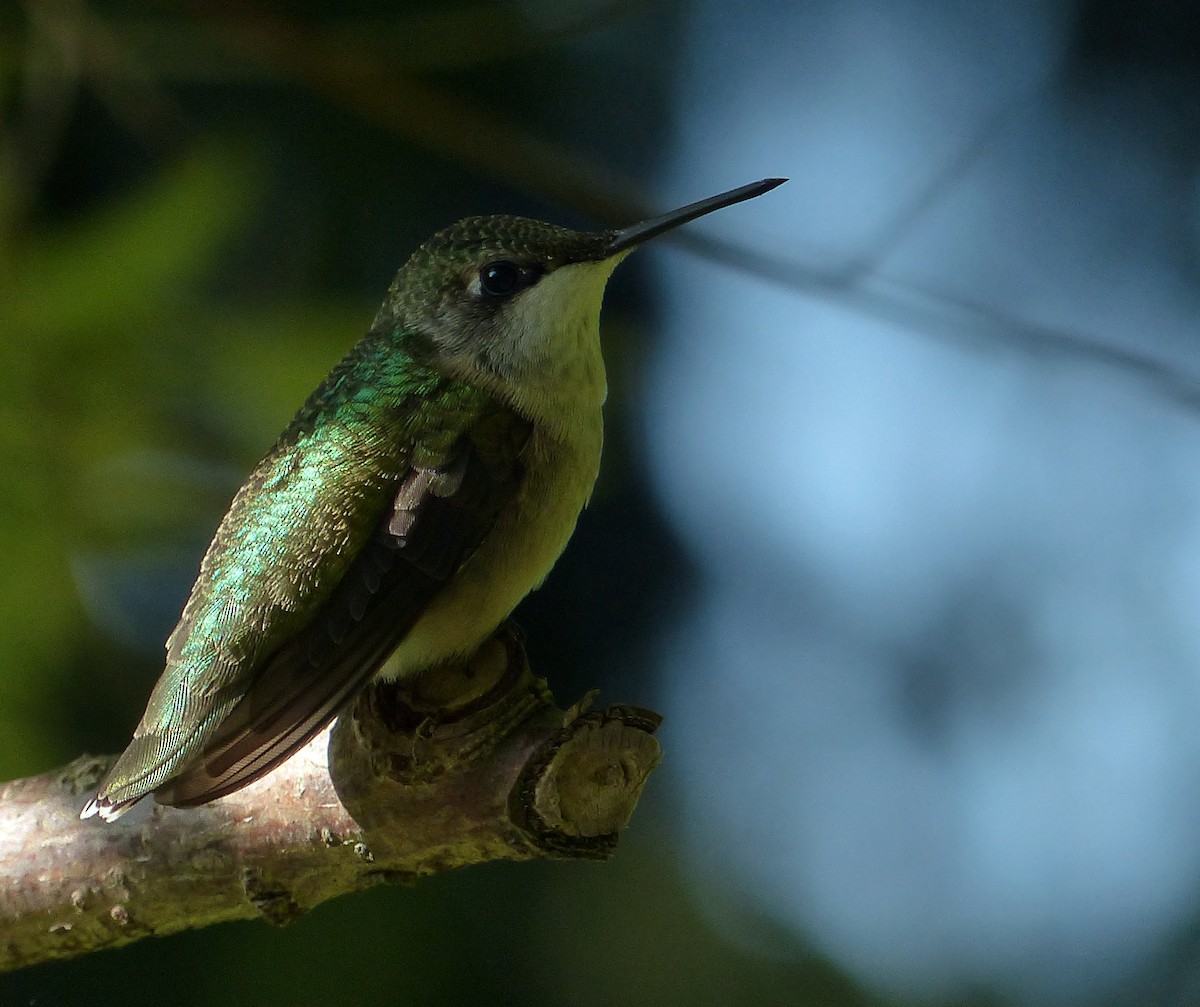 Ruby-throated Hummingbird - ML66354131