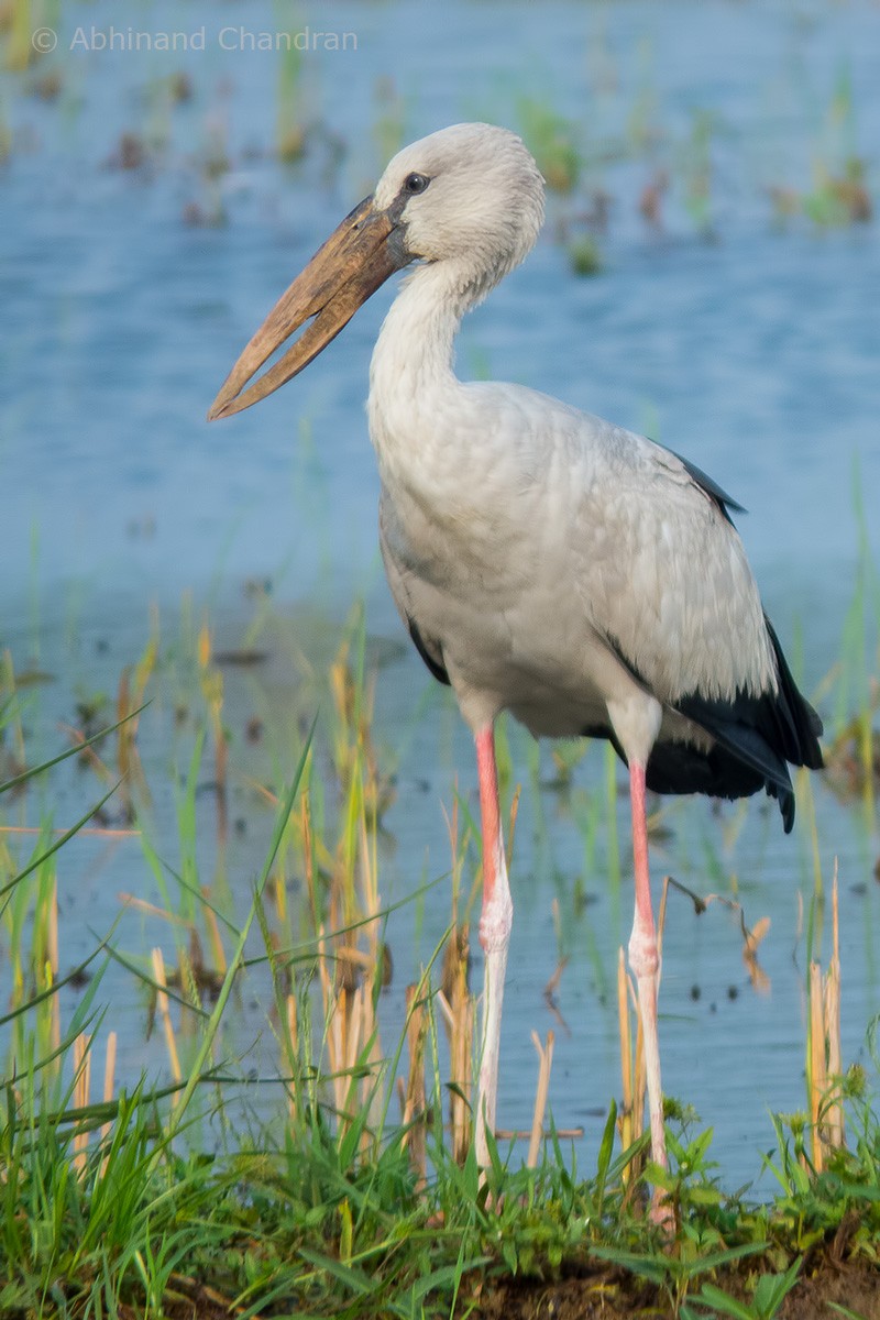 Asian Openbill - ML66354321